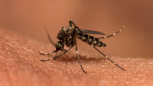 Illustration for article titled Put Your Mind At Ease: 8 Mosquitoes That For Sure Don’t Have Zika
